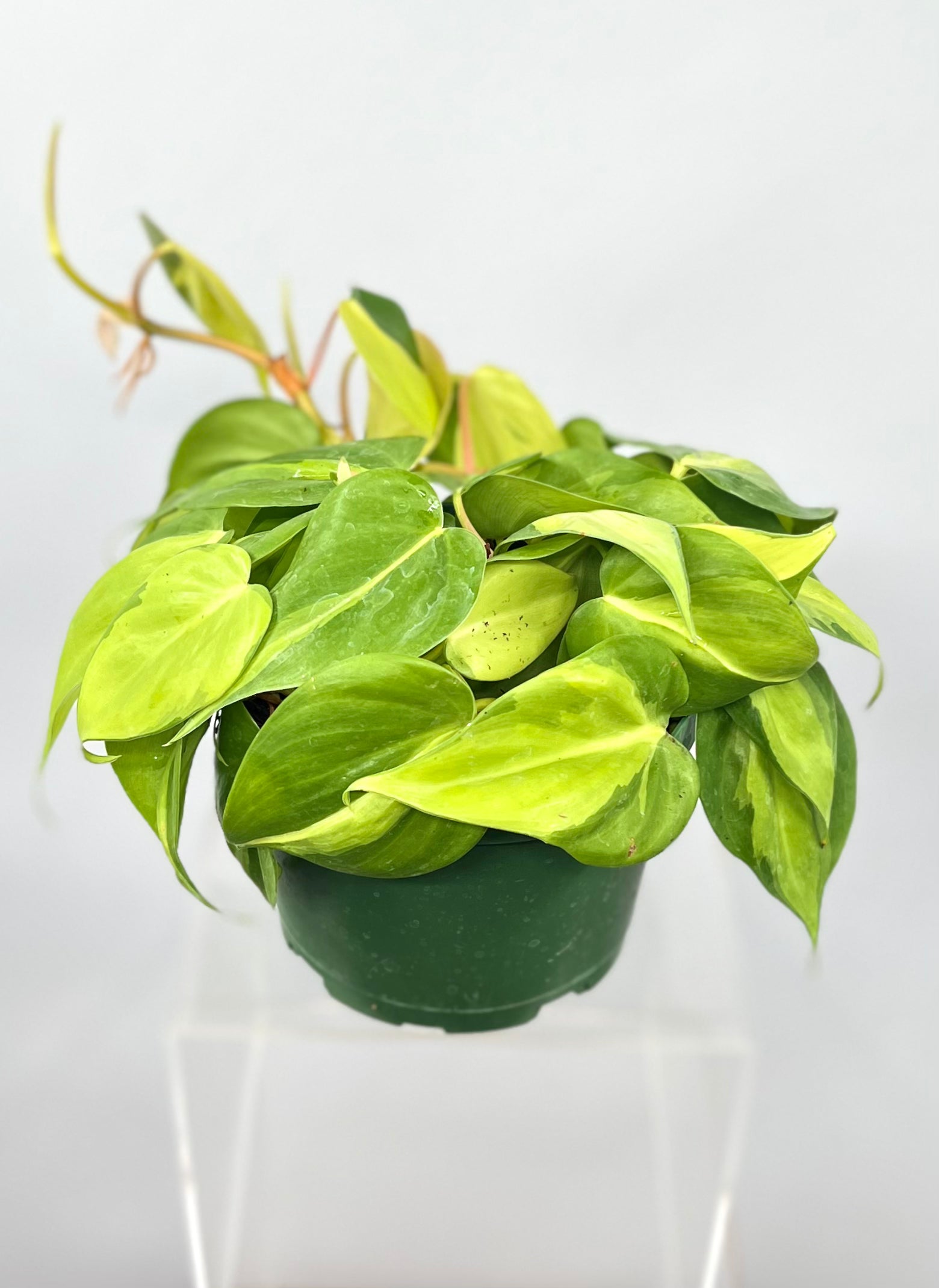 philodendron cordatum brasil 6" Philodendron Cordatum 'Brasil' – Plant Decor Shop