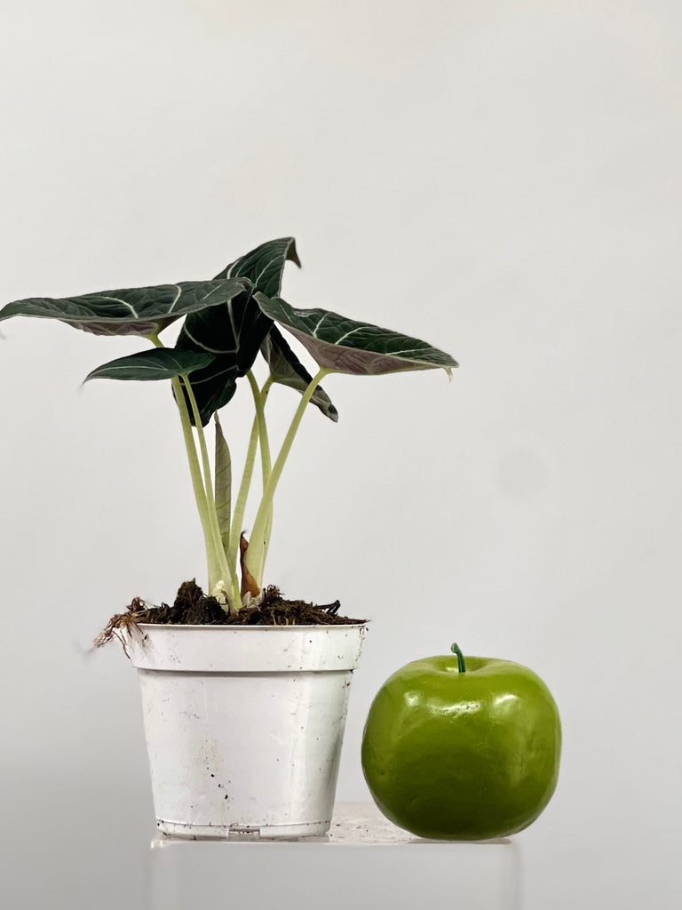 4" Alocasia Black Velvet