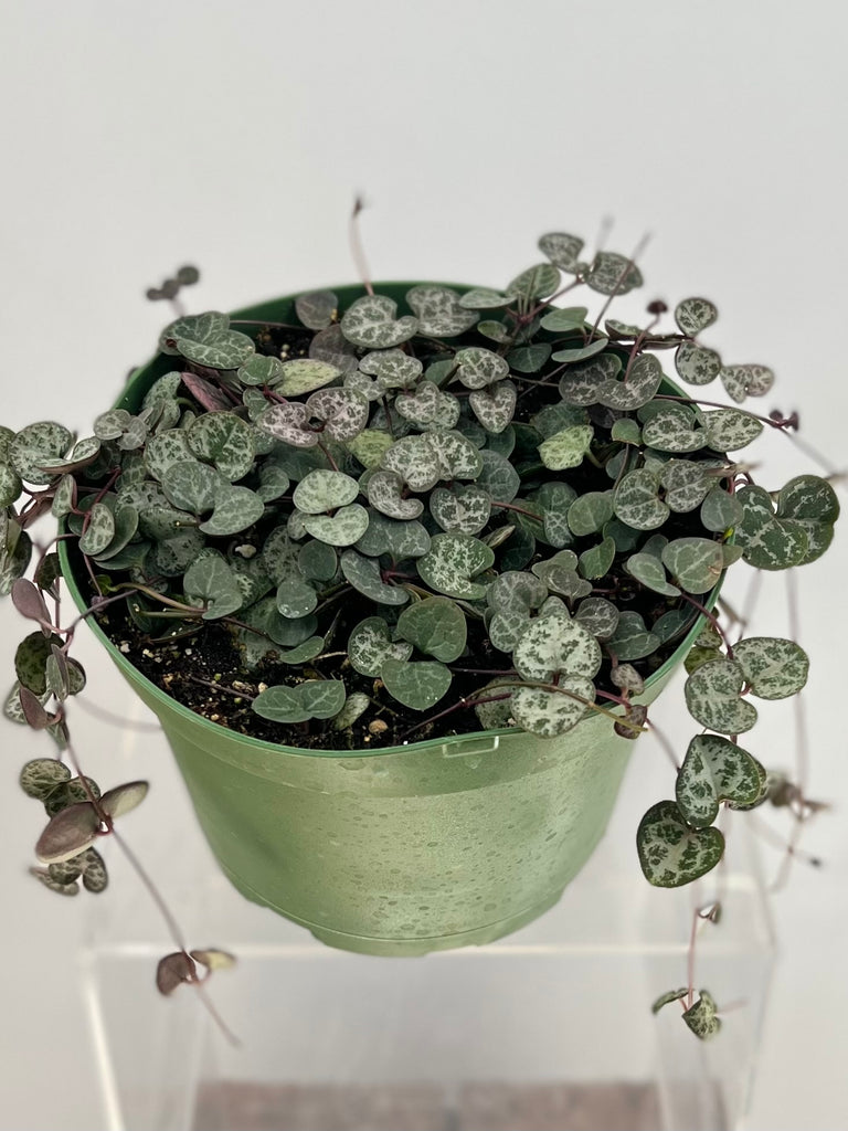 6" Ceropegia String of Hearts