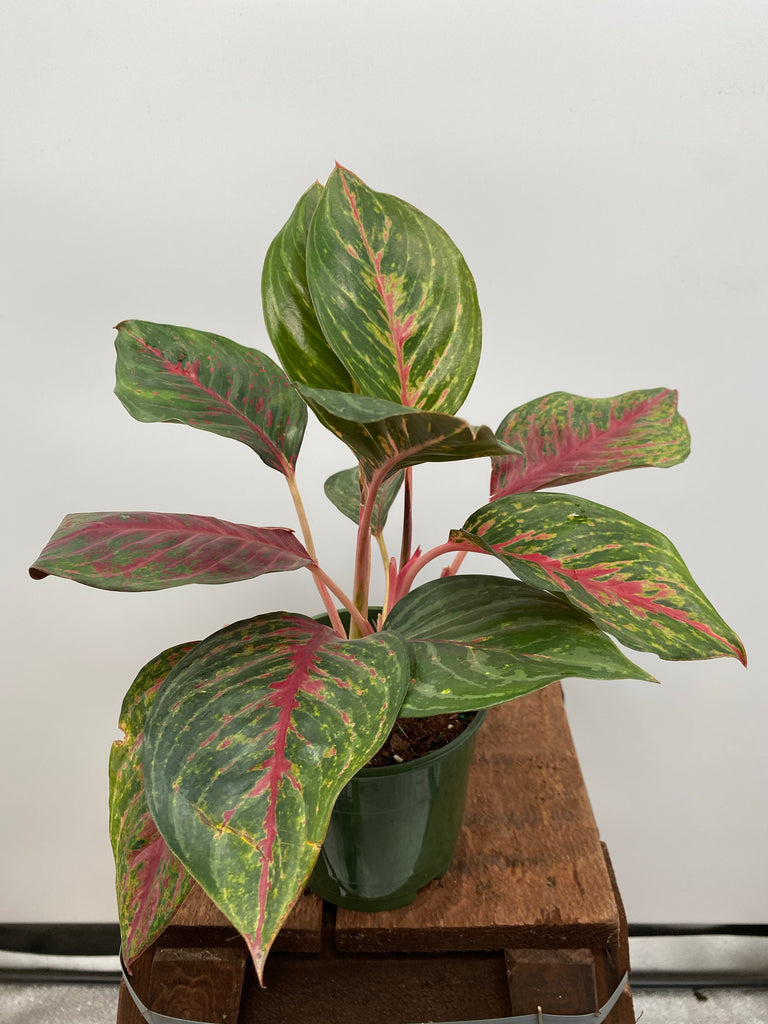 5" Chinese Evergreen Ruby