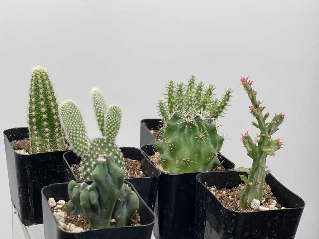 2" Mini Cactus Six Pack