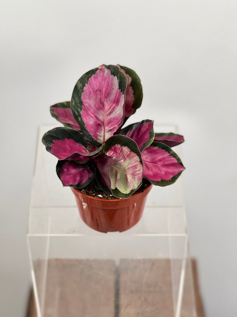 4" Calathea Roseo Picta 'Rosy'