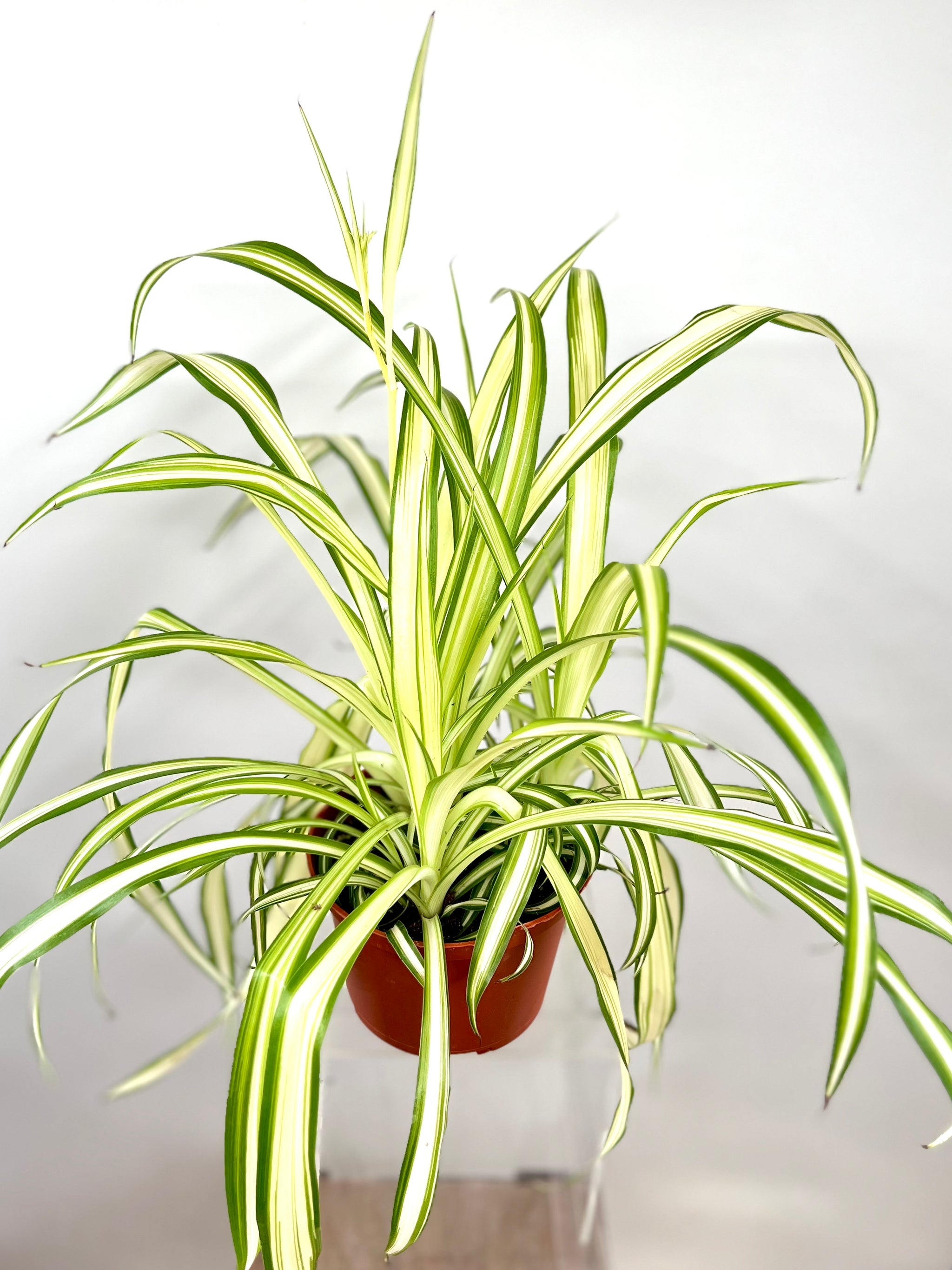 spider plant with yellow leaves 6" Chlorophytum Spider, Variegated – Plant Decor Shop