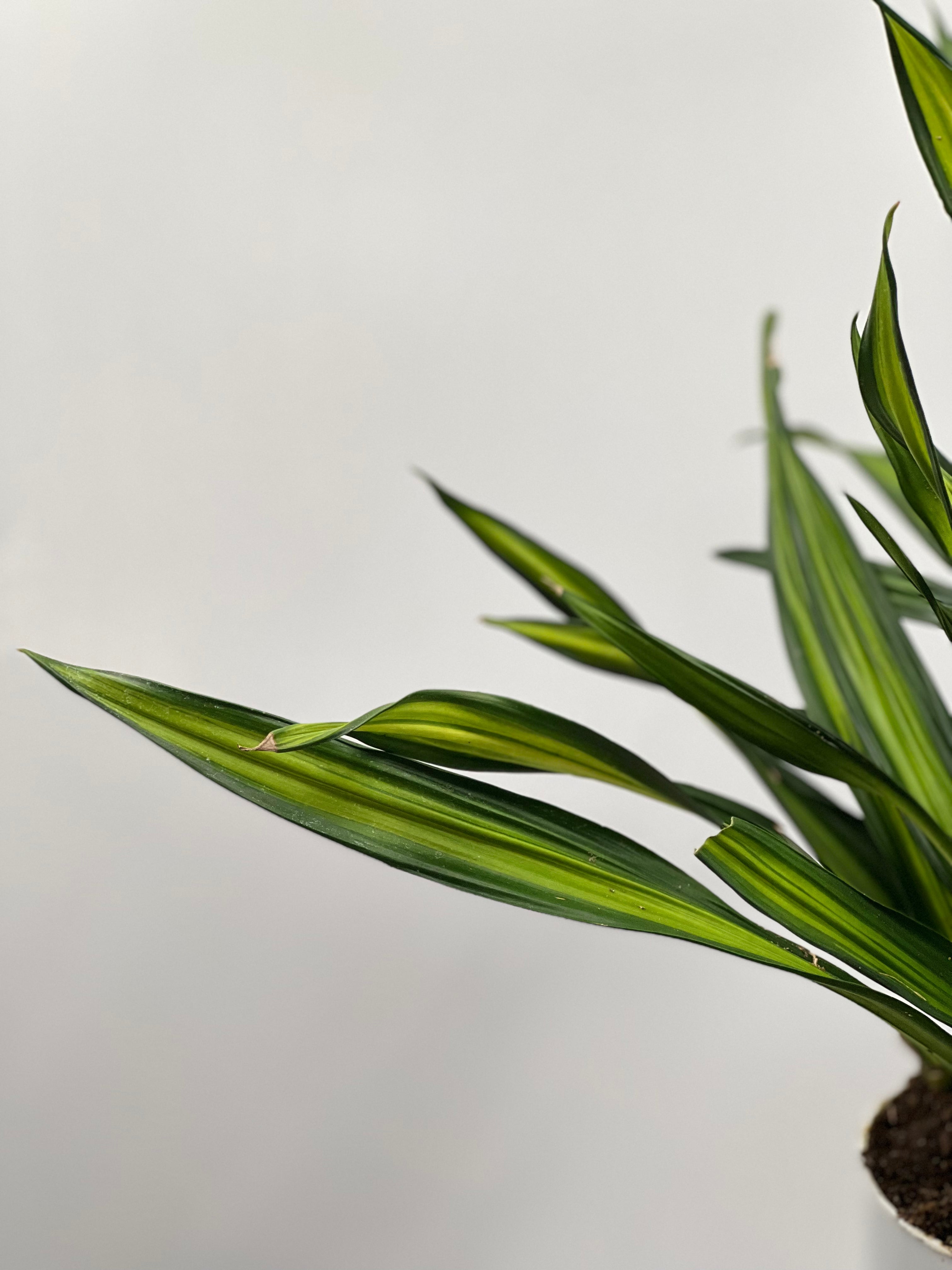 dracaena rikki indoor plant 6" Dracaena Rikki – Plant Decor Shop