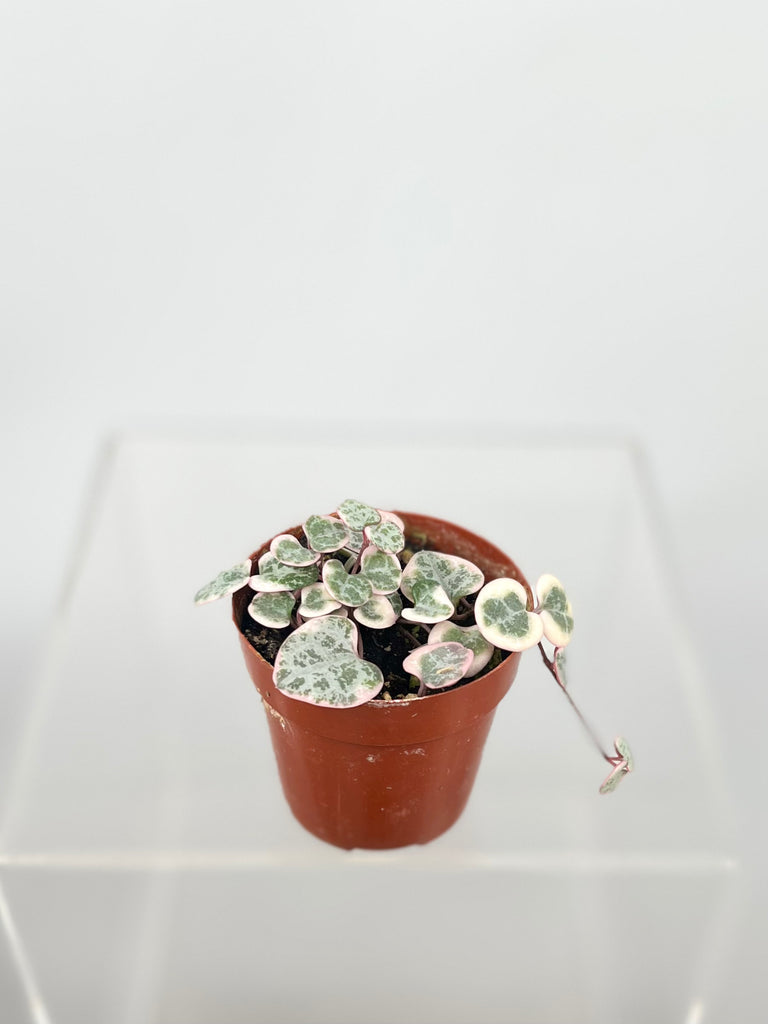 3" Ceropegia String of Hearts, Variegated