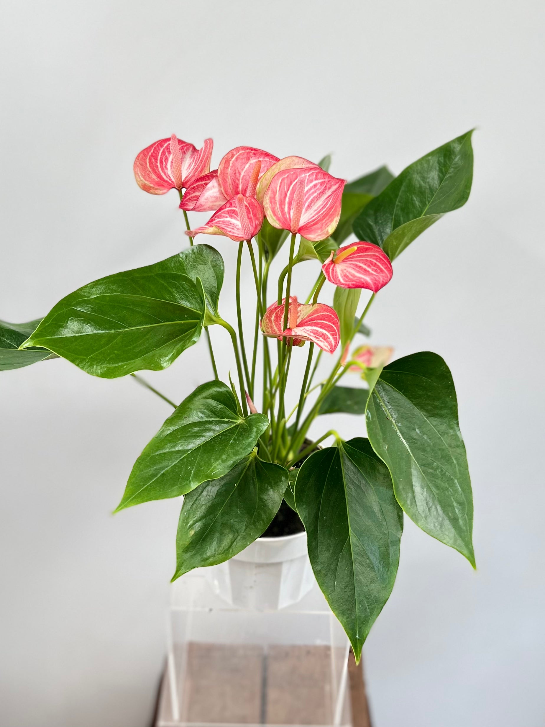 anthurium livium 6" Anthurium, Livium