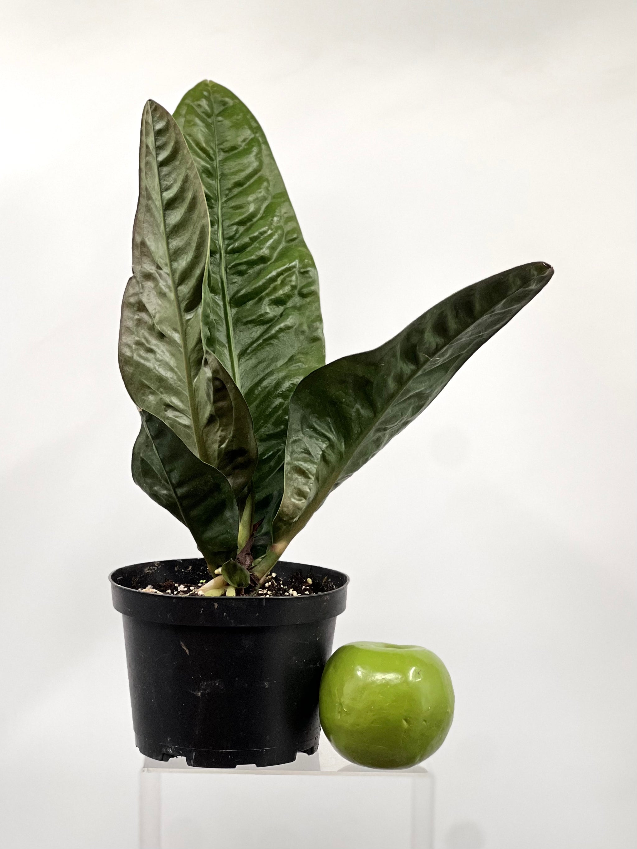 anthurium superbum care 6" Anthurium Superbum – Plant Decor Shop