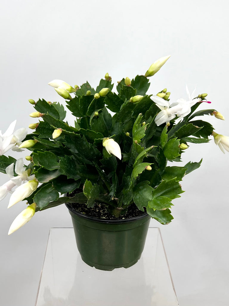 6" Spring Cactus, White