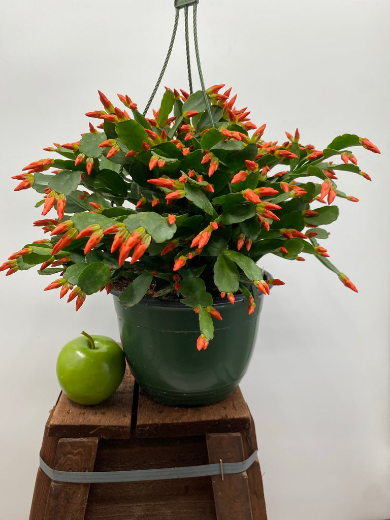 8" Spring Cactus, Orange