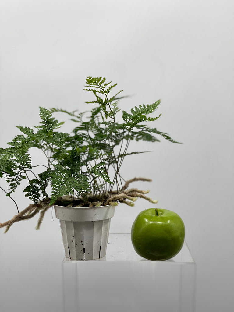 4" Fern, Korean Rock