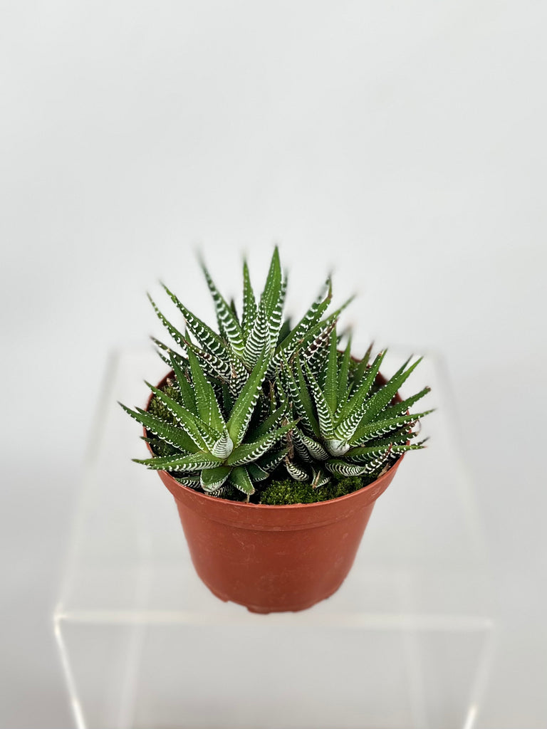 white striped succulent Haworthia Zebra Plant