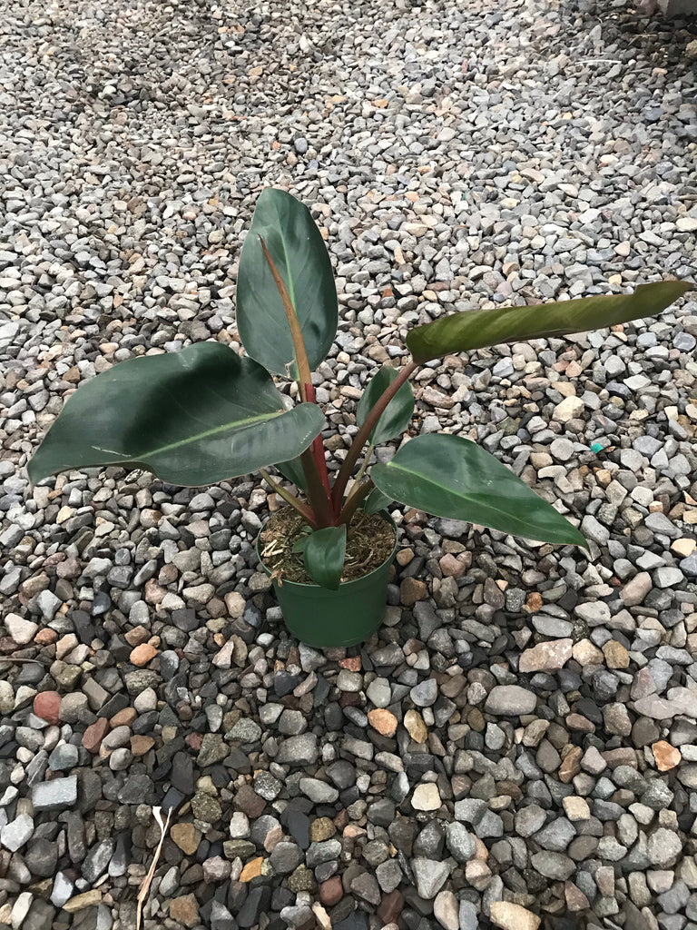6" Philodendron Congo Rojo