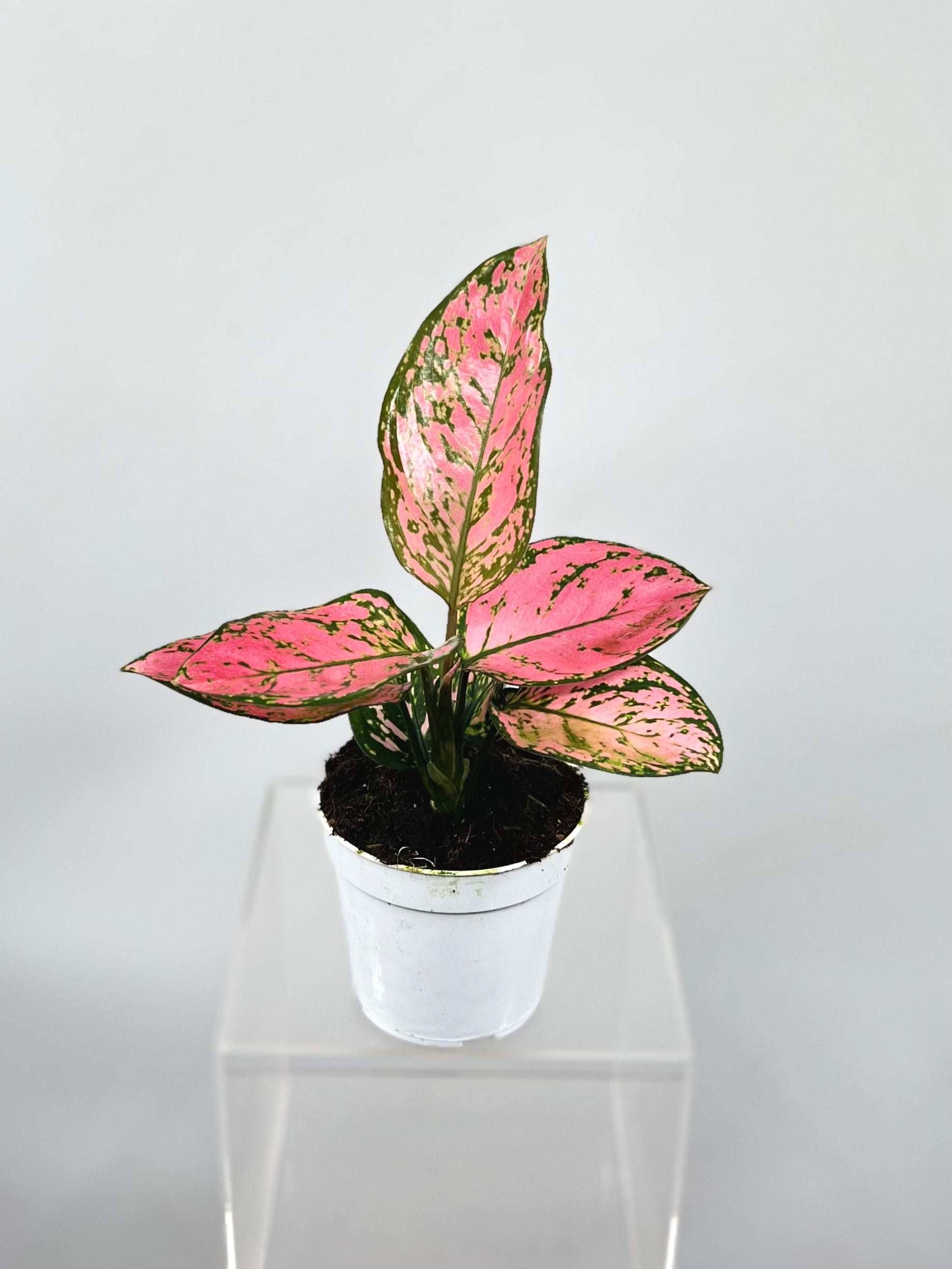 Chinese Evergreen 'Lady Valentine' 4