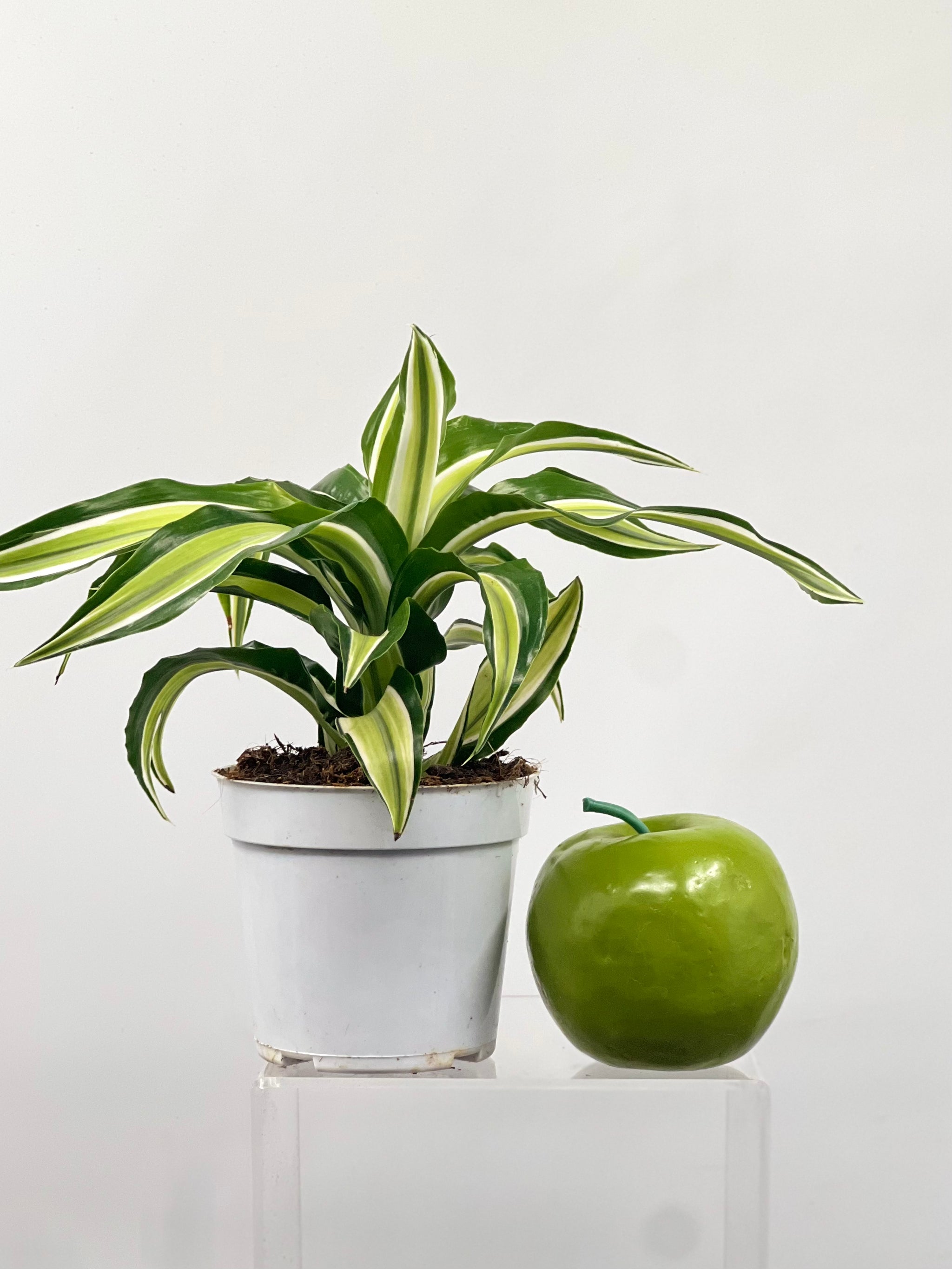 Malaika Dragon Tree - Dracaena