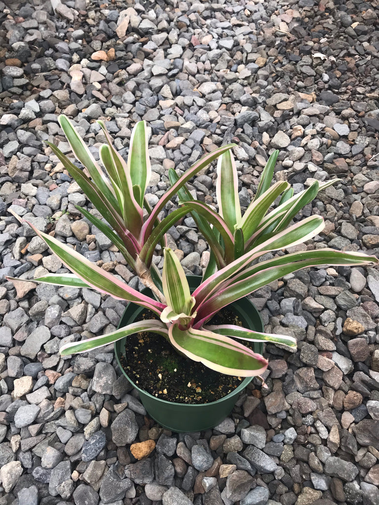6" Neoregelia Donger