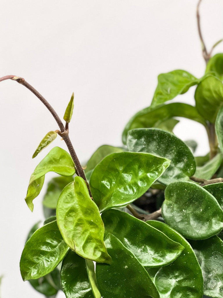 6" Hoya Carnosa, Ripple Leaf