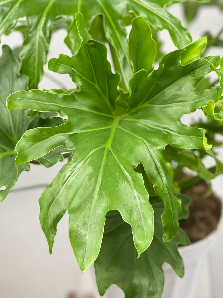 lickety split philodendron too much water 8" Philodendron Lickety Split – Plant Decor Shop