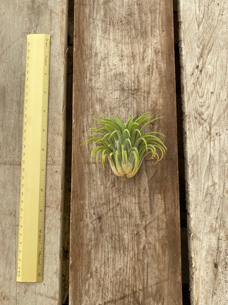 Tillandsia Ionantha Rubra, XL