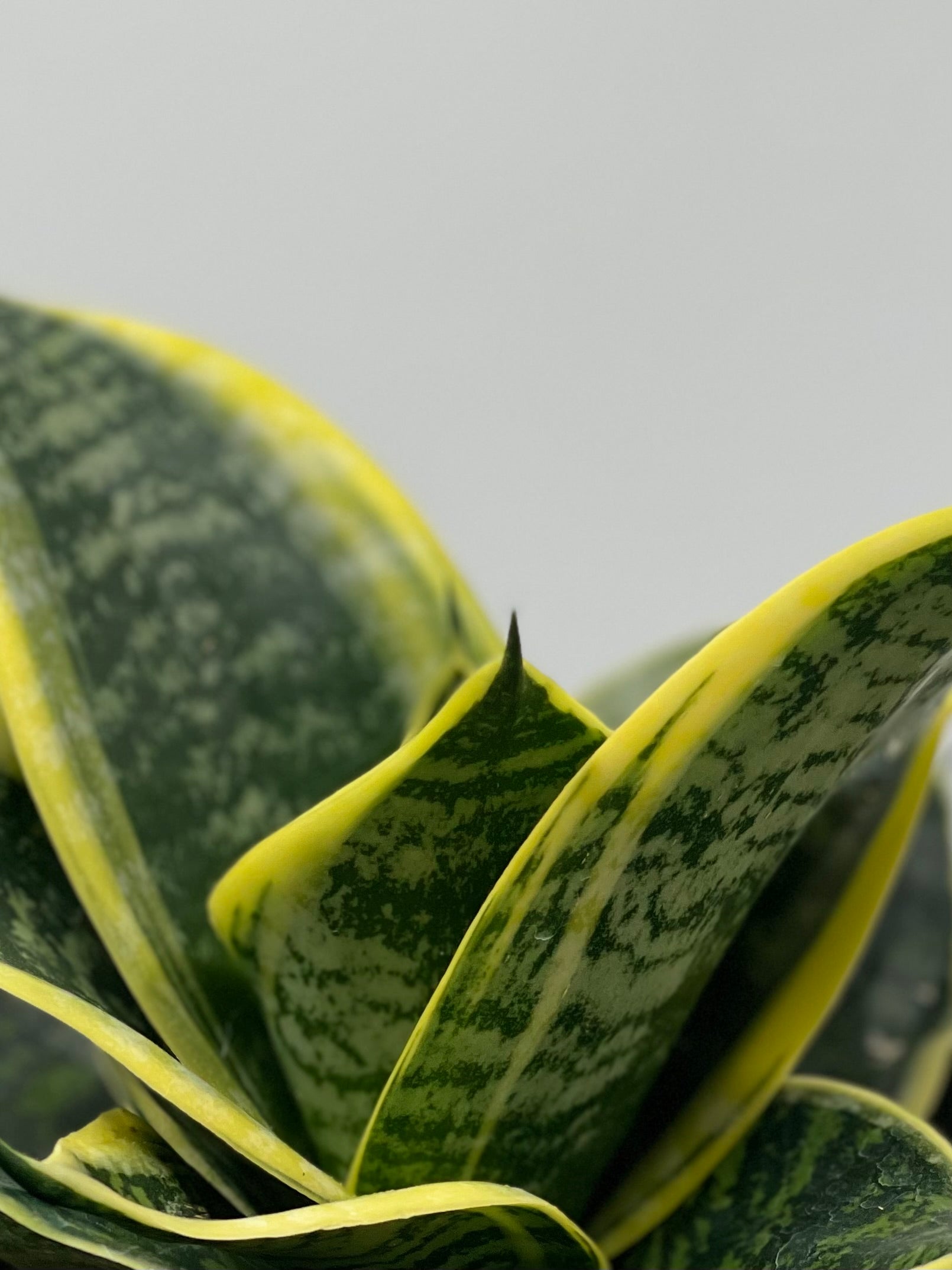 sansevieria ocean star 6" Sansevieria Ocean Star – Plant Decor Shop