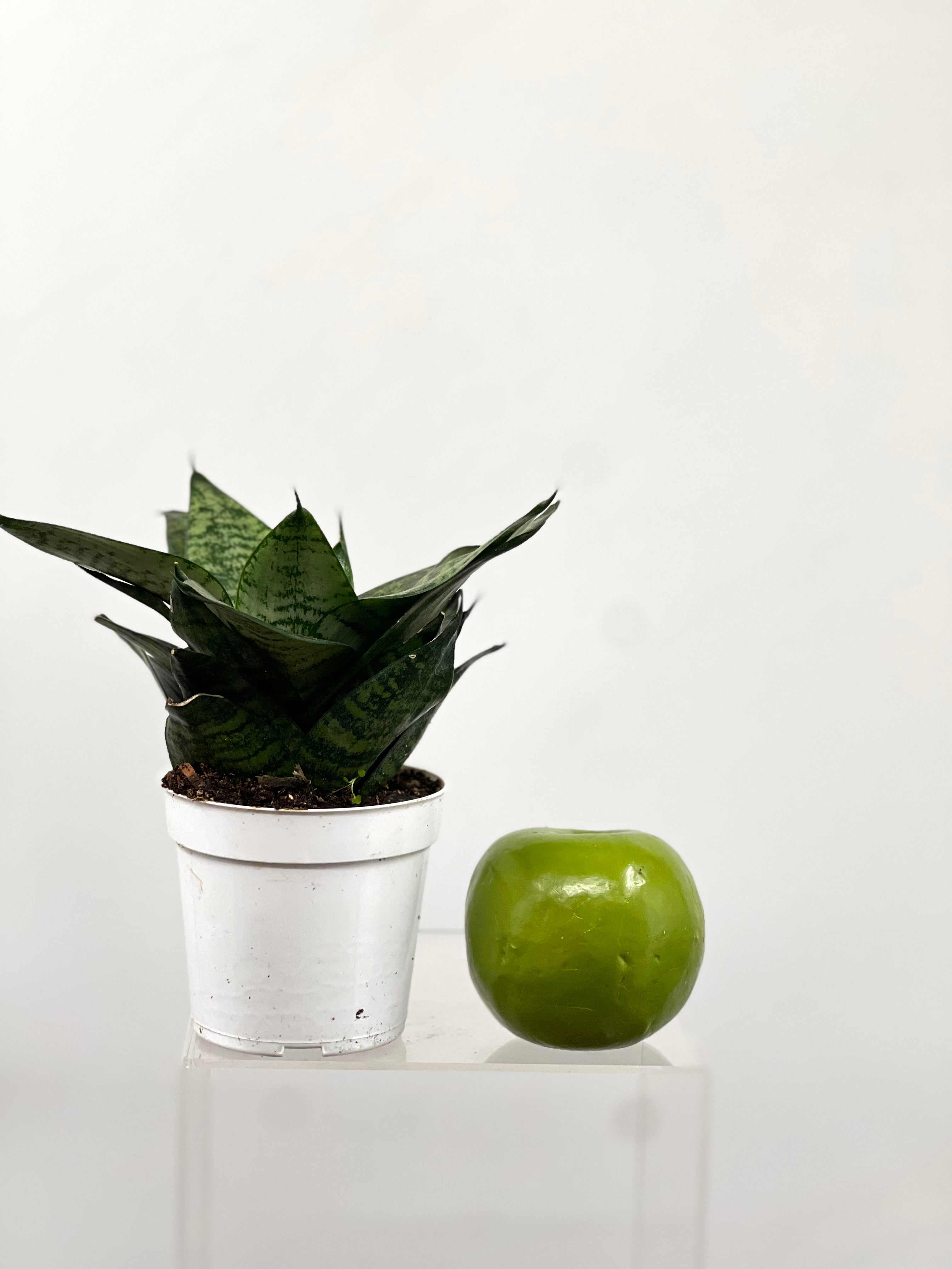 sansevieria forest star care 4" Sansevieria Forest Star – Plant Decor Shop