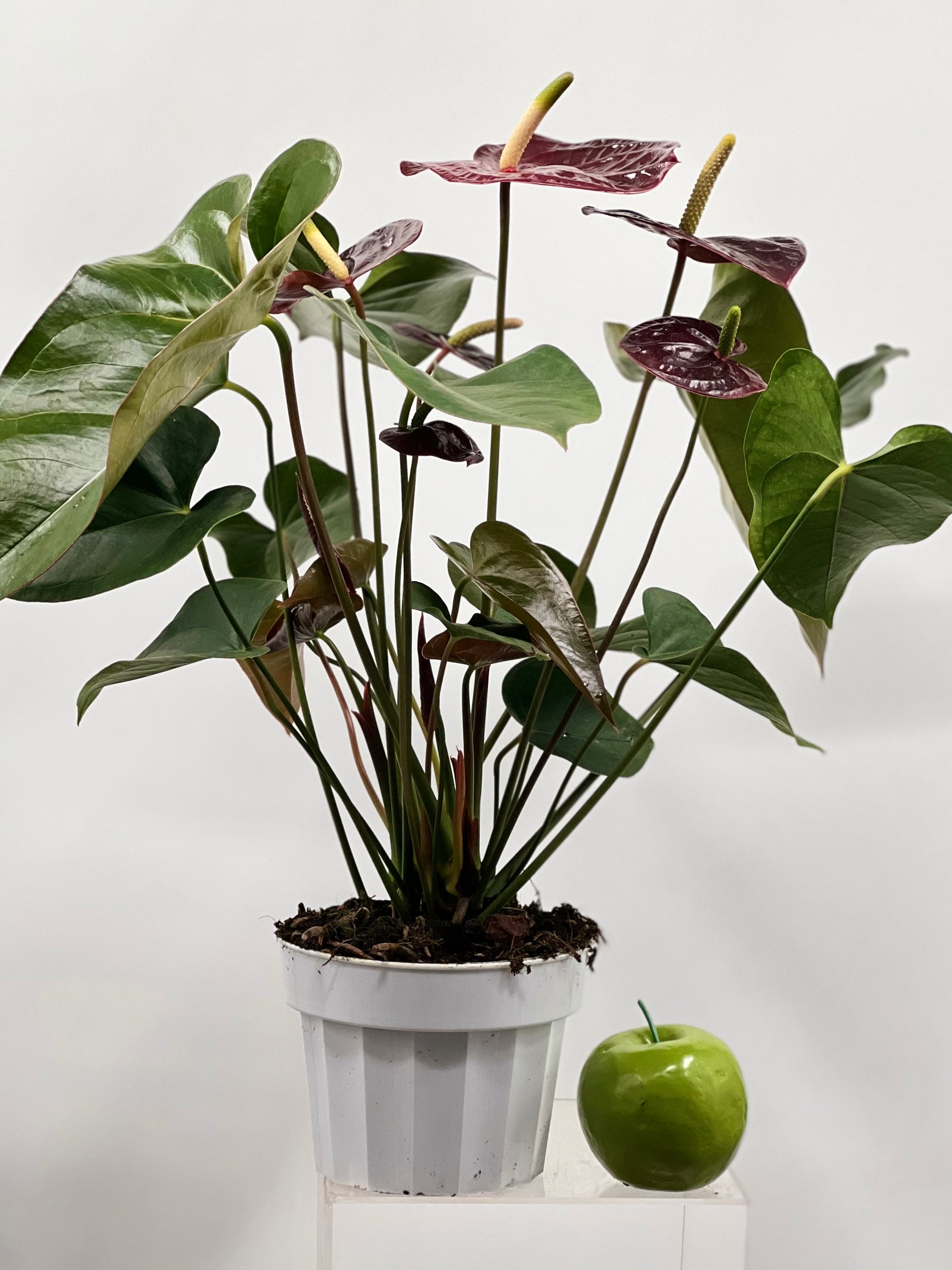 anthurium dark red 6" Anthurium, Dark Red – Plant Decor Shop