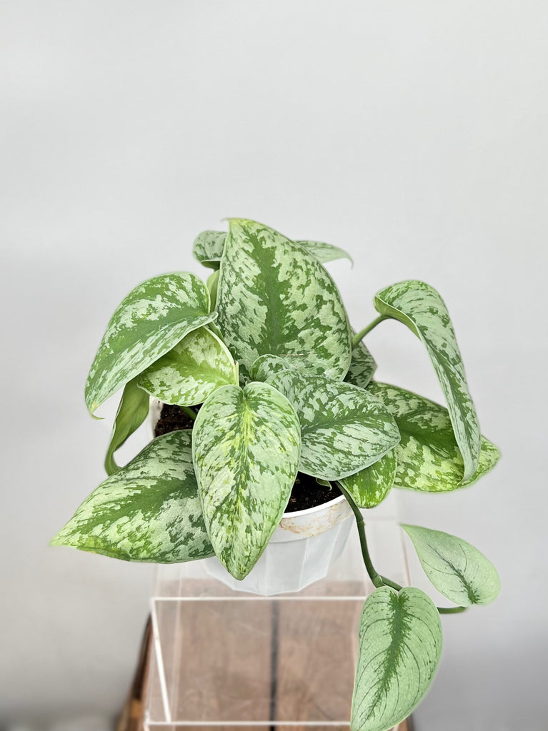 silver splash pothos 6" Scindapsus Pictus Exotica 'Silver Splash'