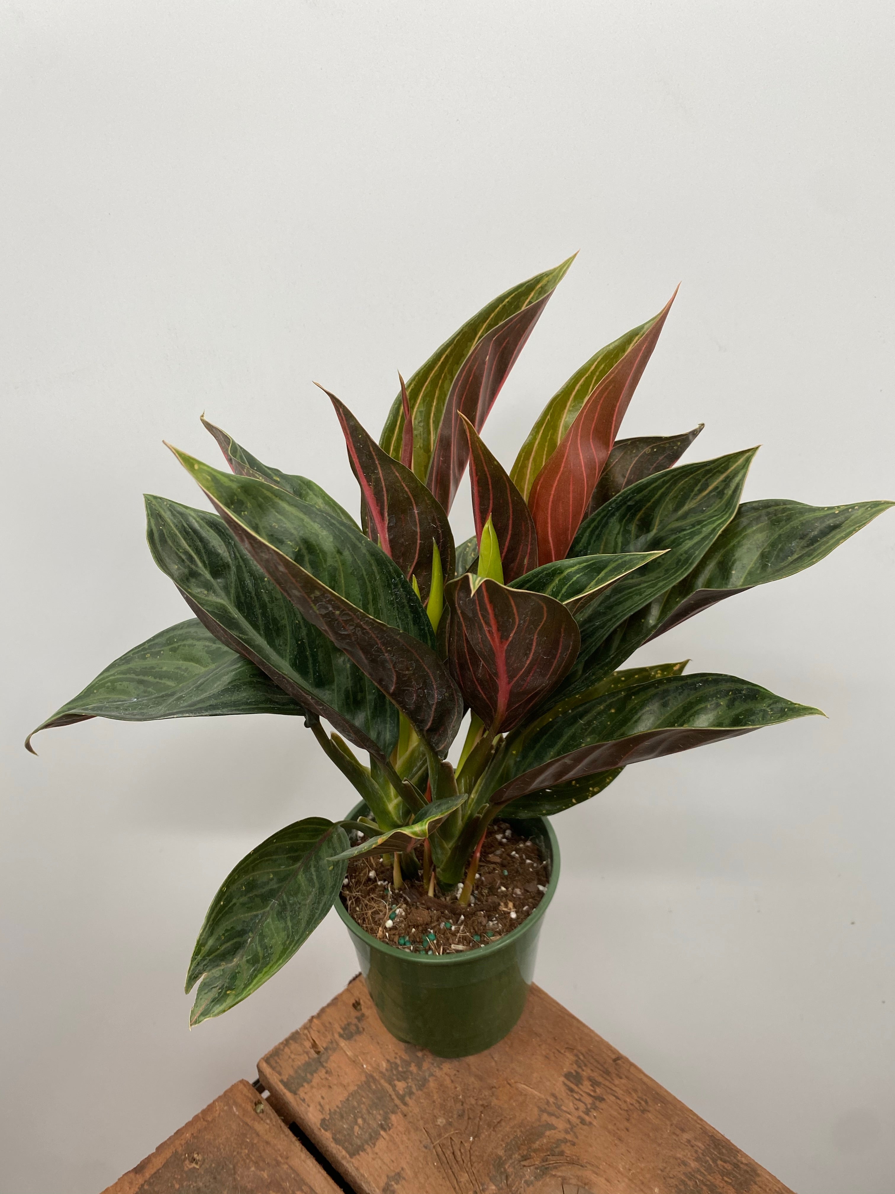 aglaonema chocolate care 5" Chinese Evergreen Chocolate