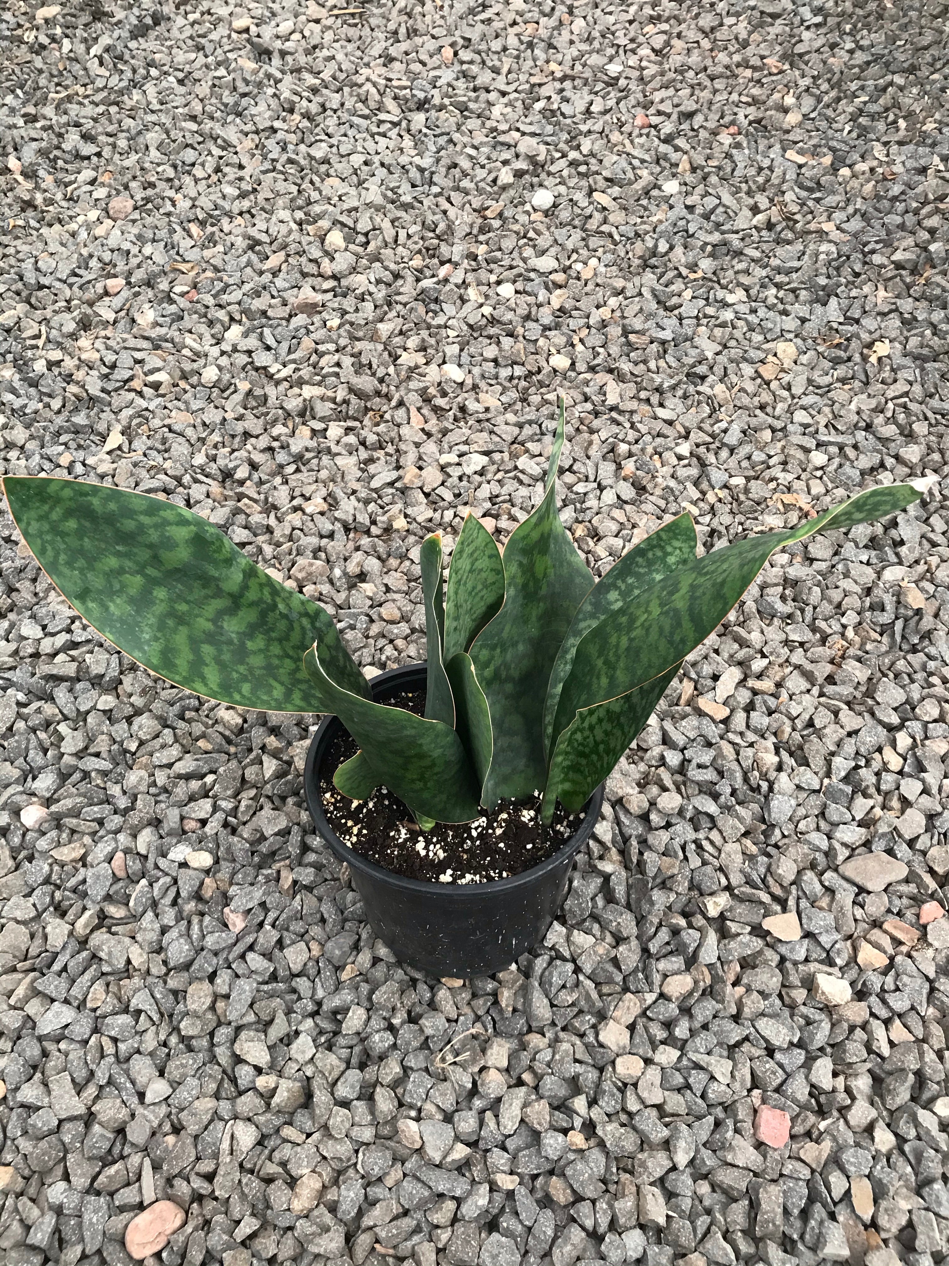 whale's tail succulent 8" Sansevieria Whale Tail – Plant Decor Shop