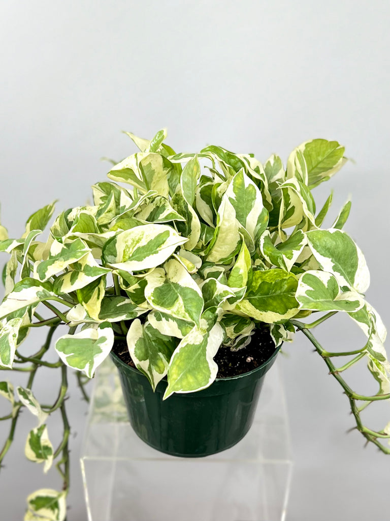 n joy pothos Pothos 'N'joy' 6" Pot