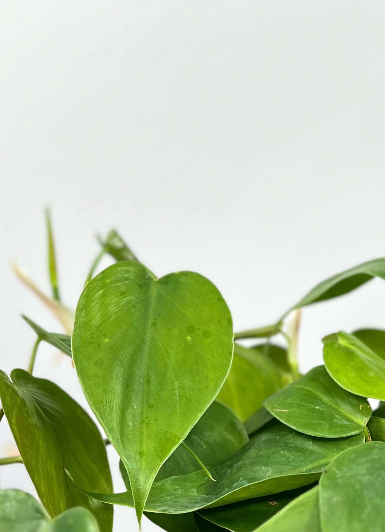 philodendron small leaves 6" Philodendron Cordatum, Small