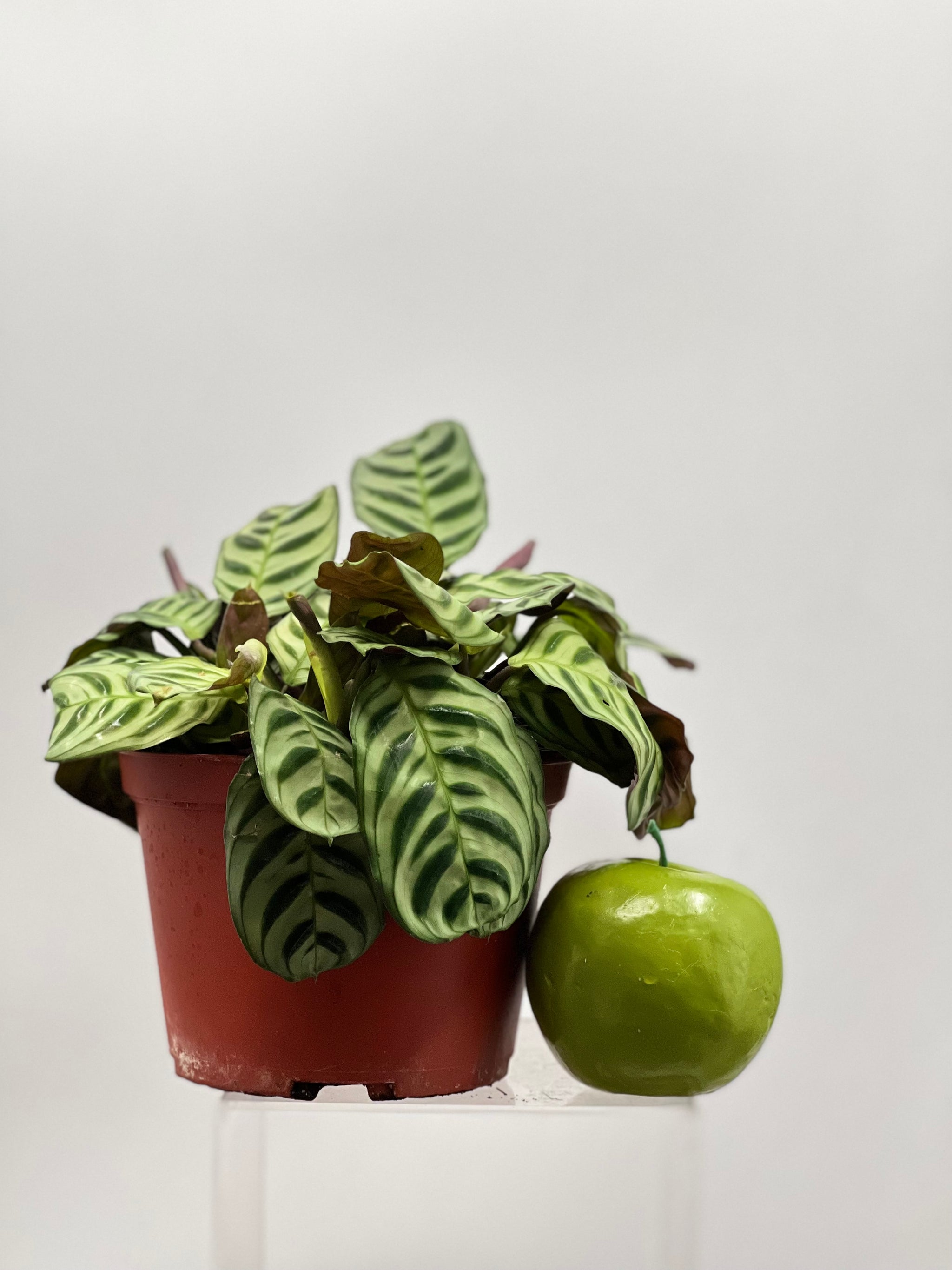 burle marx prayer plant 6" Ctenanthe Burle Marx – Plant Decor Shop