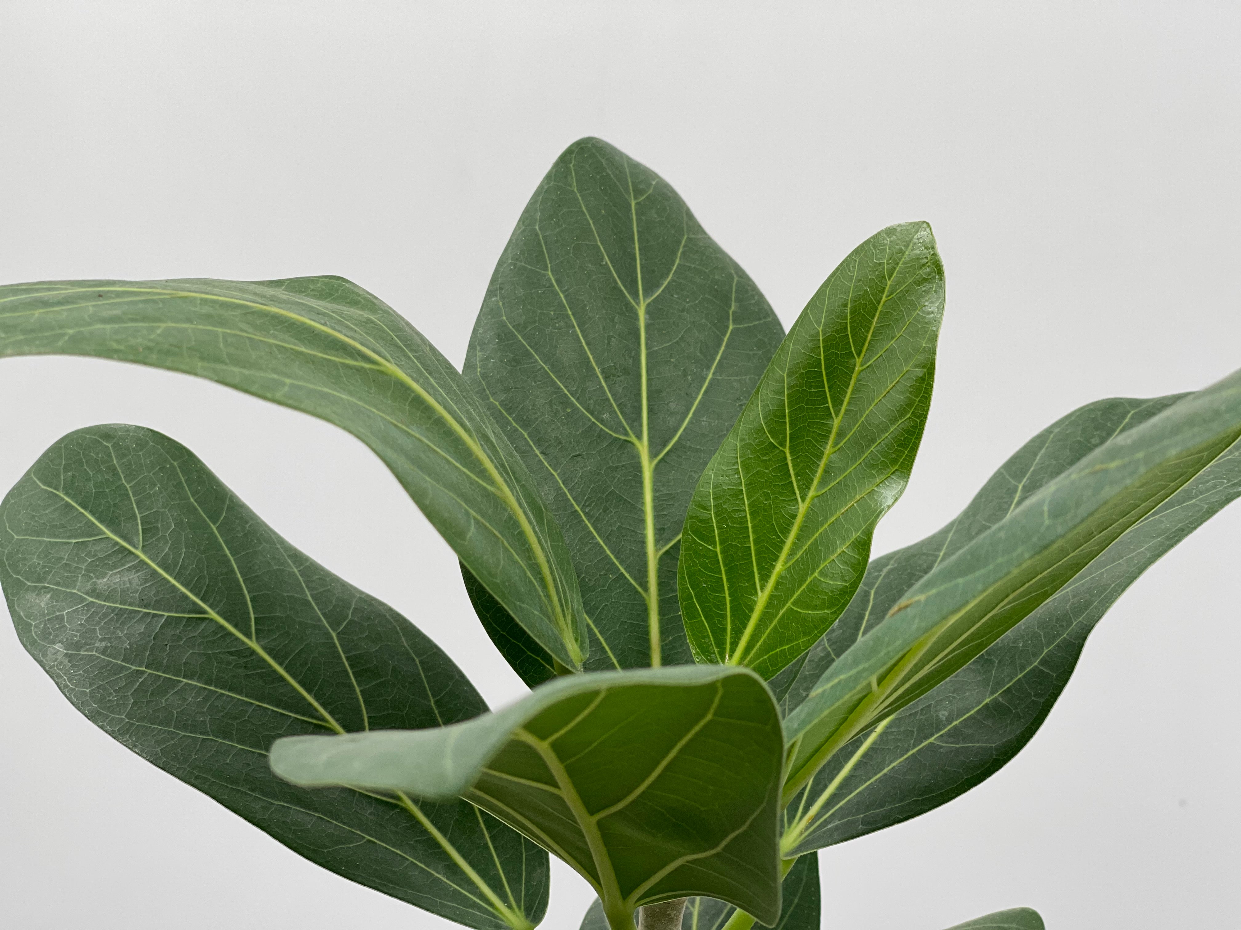 philodendron audrey 5" Ficus Audrey – Plant Decor Shop