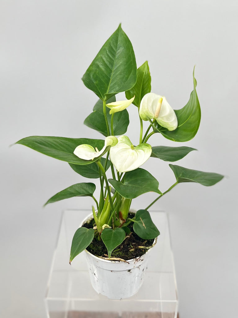 4" Anthurium, White