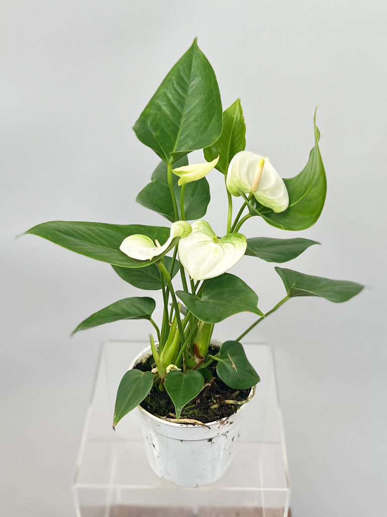 indoor white plant 4" Anthurium, White – Plant Decor Shop