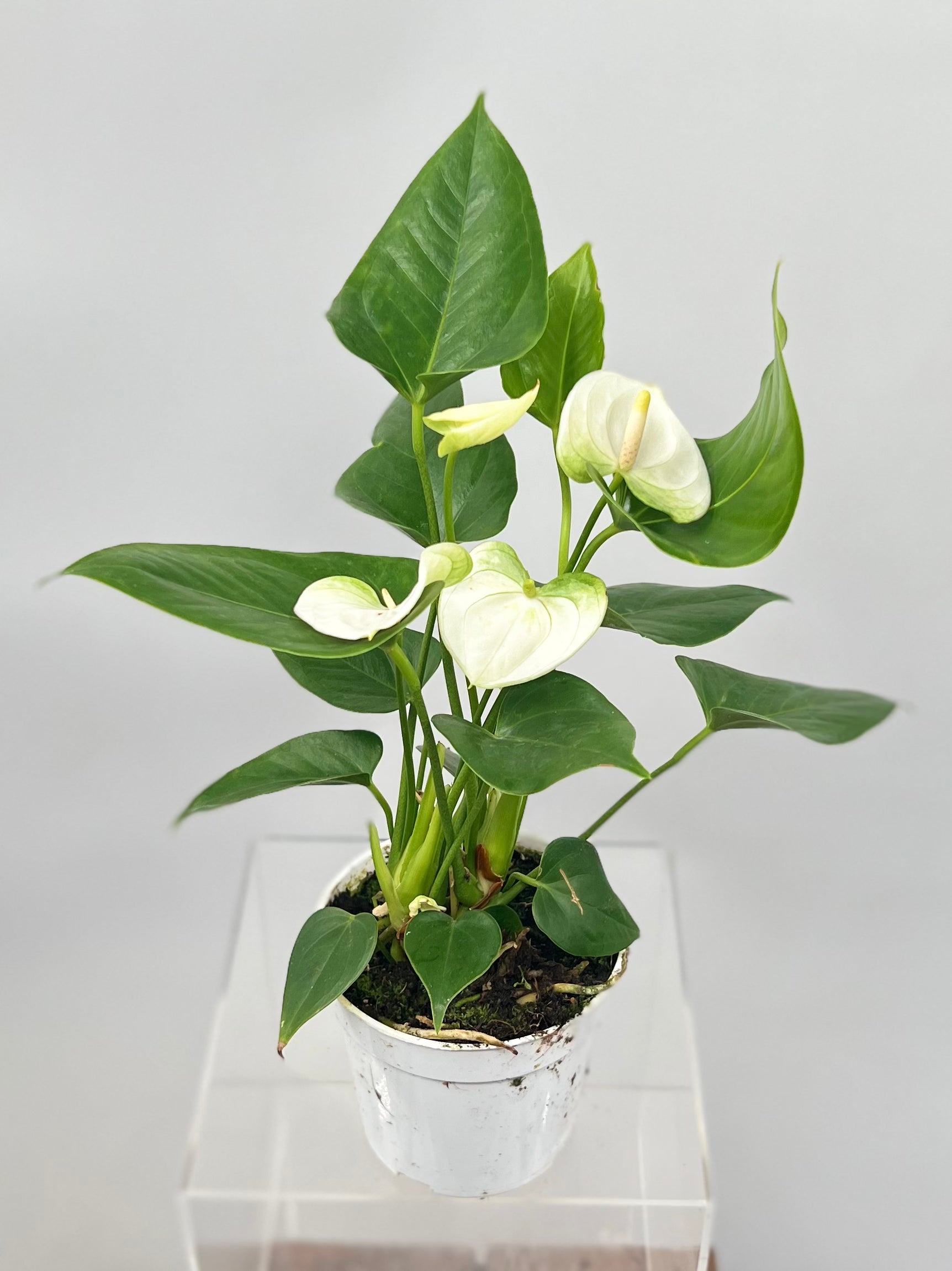 anthurium plant white 4" Anthurium, White – Plant Decor Shop