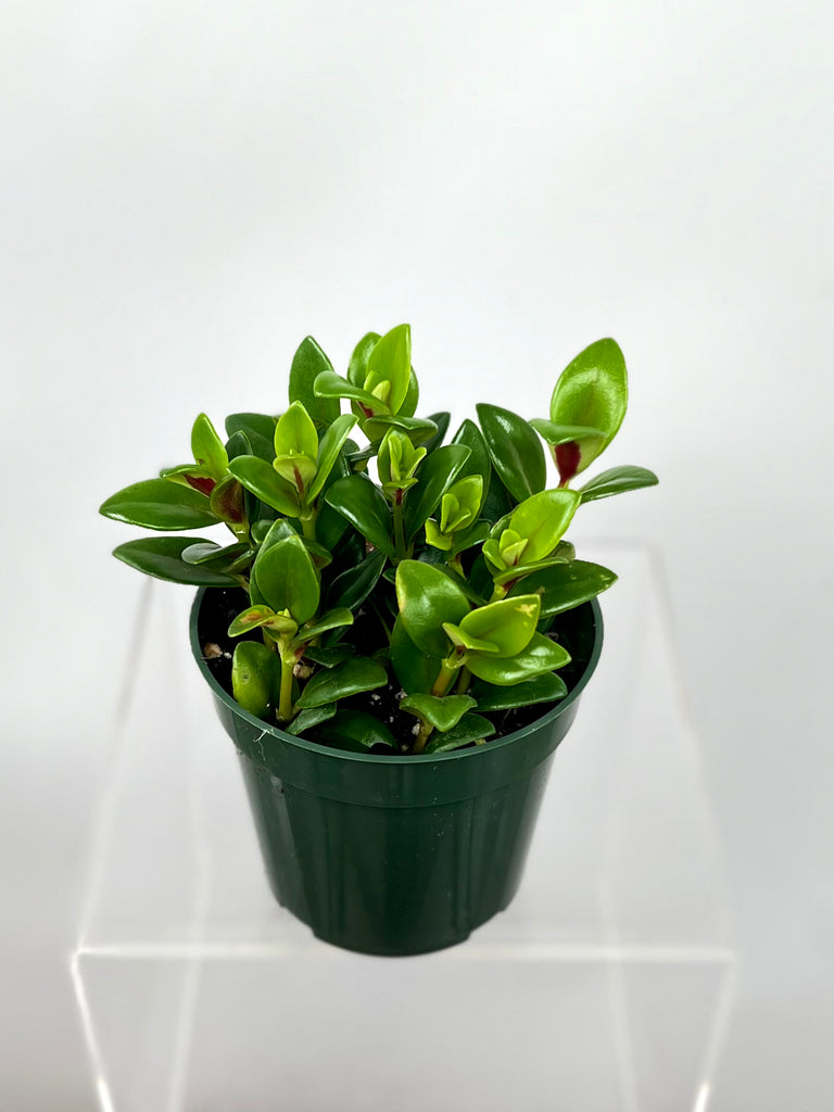 4" Nematanthus Goldfish 'Marlene'