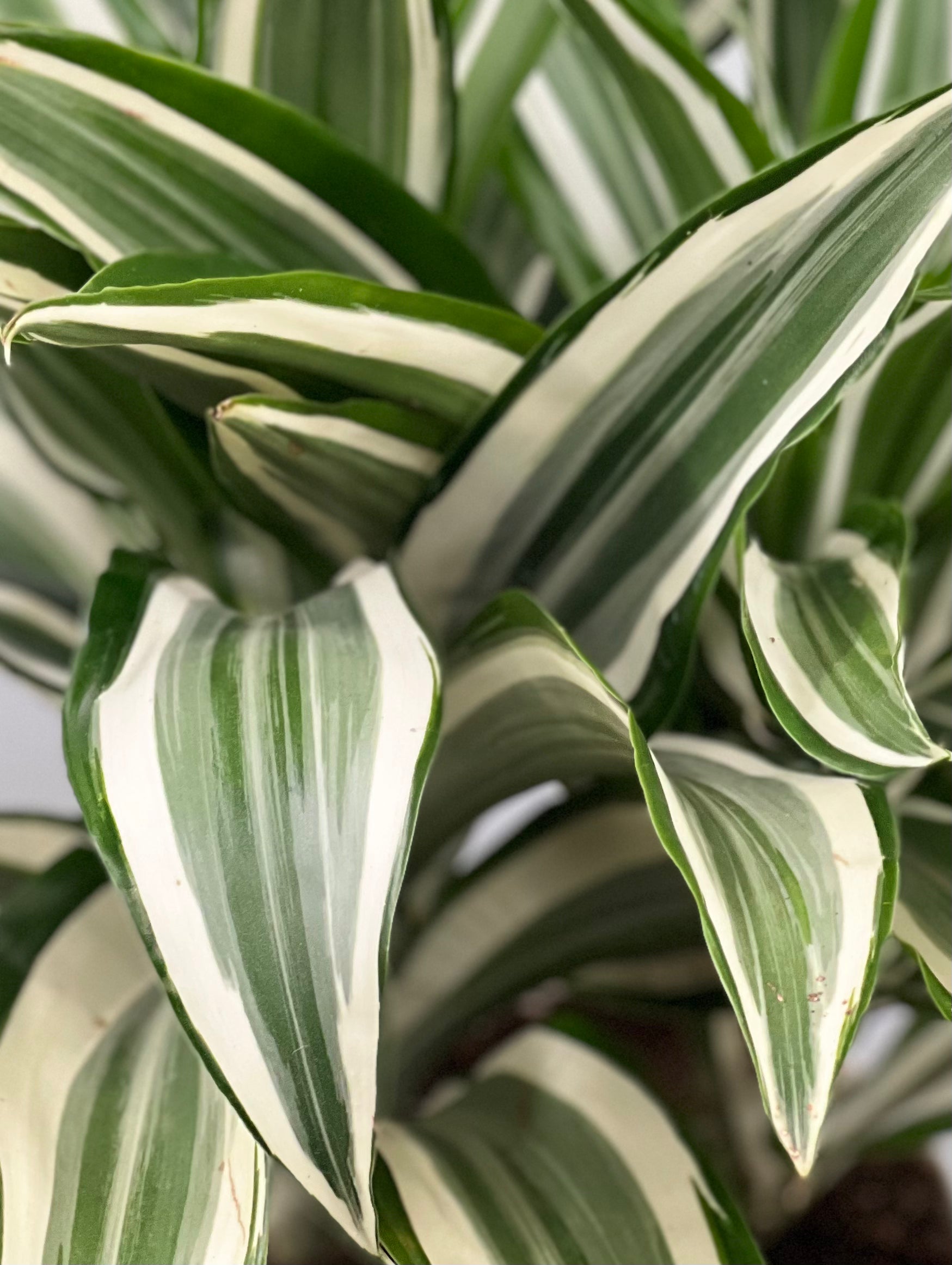white bird dracaena 6" Dracaena White Bird – Plant Decor Shop
