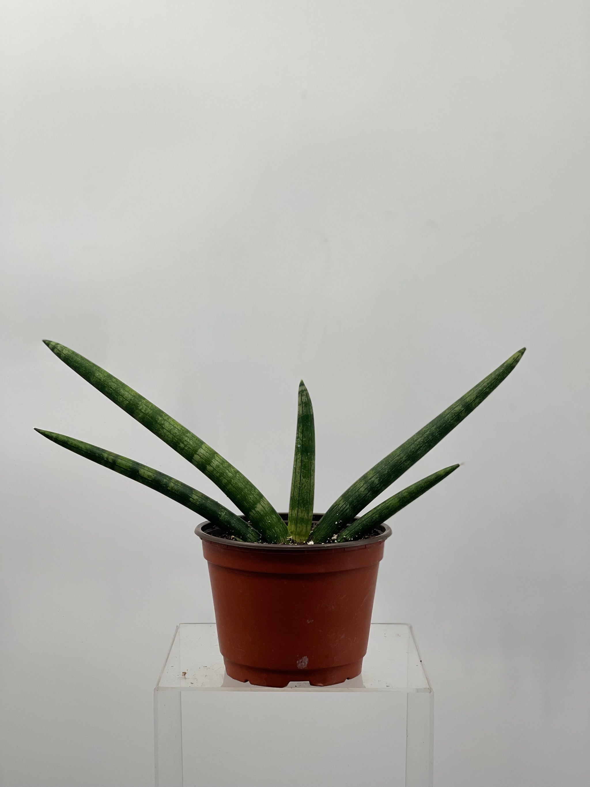 6 starfish snake plant 6" Sansevieria Starfish – Plant Decor Shop