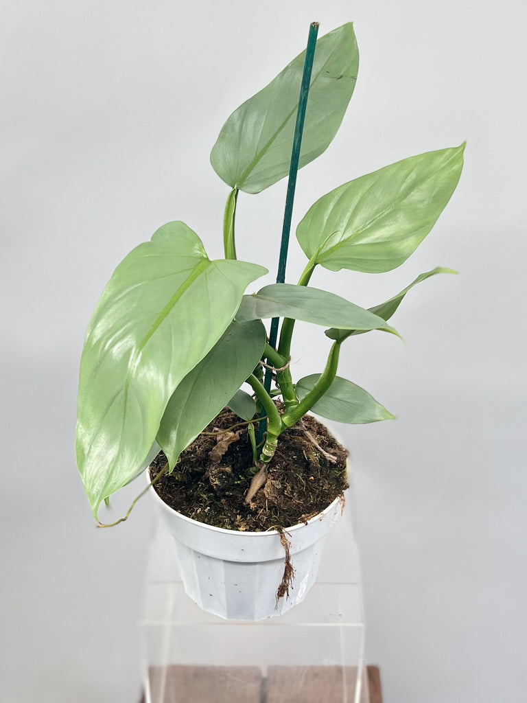 6" Philodendron 'Silver Sword'