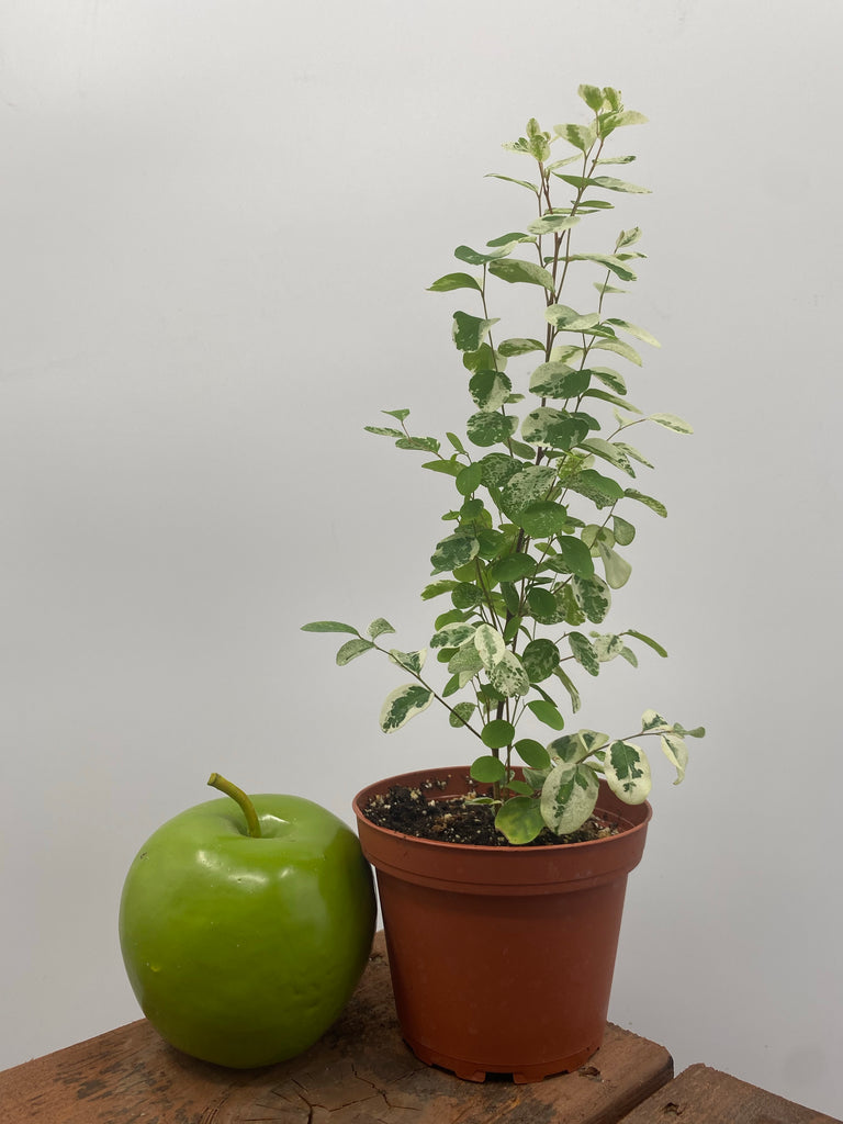 4" Breynia Nivosa 'Mini Snow Bush'