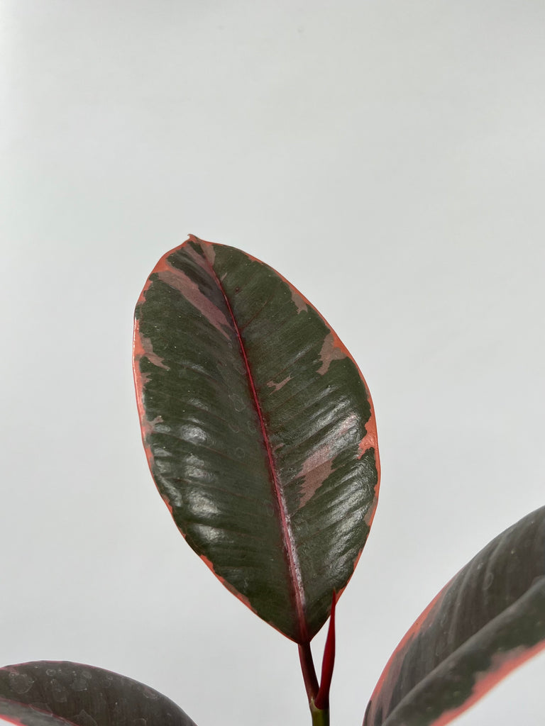 4" Ficus Decora Ruby Pink