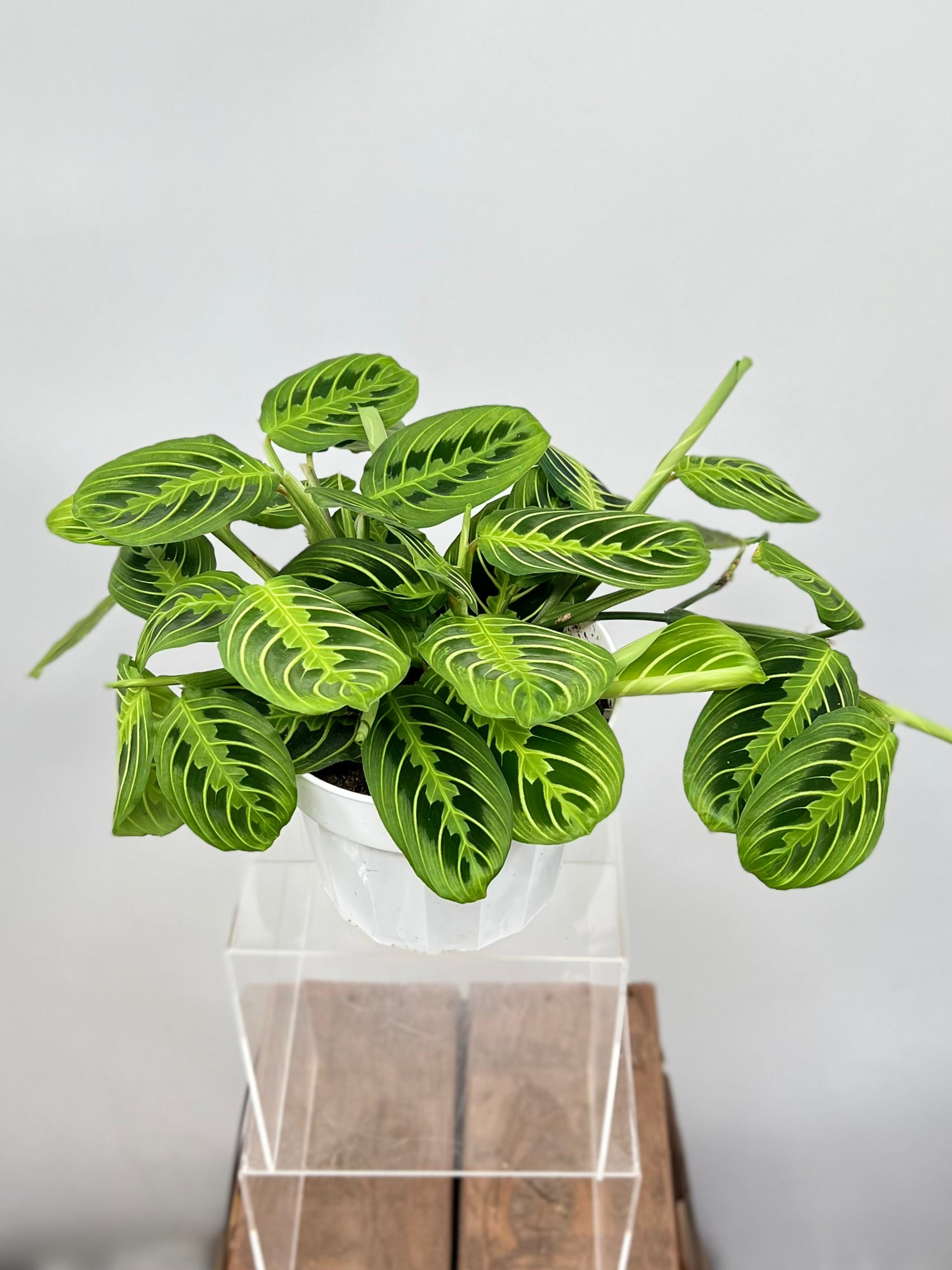 lemon lime prayer plant for sale Lemon Lime Prayer Plant