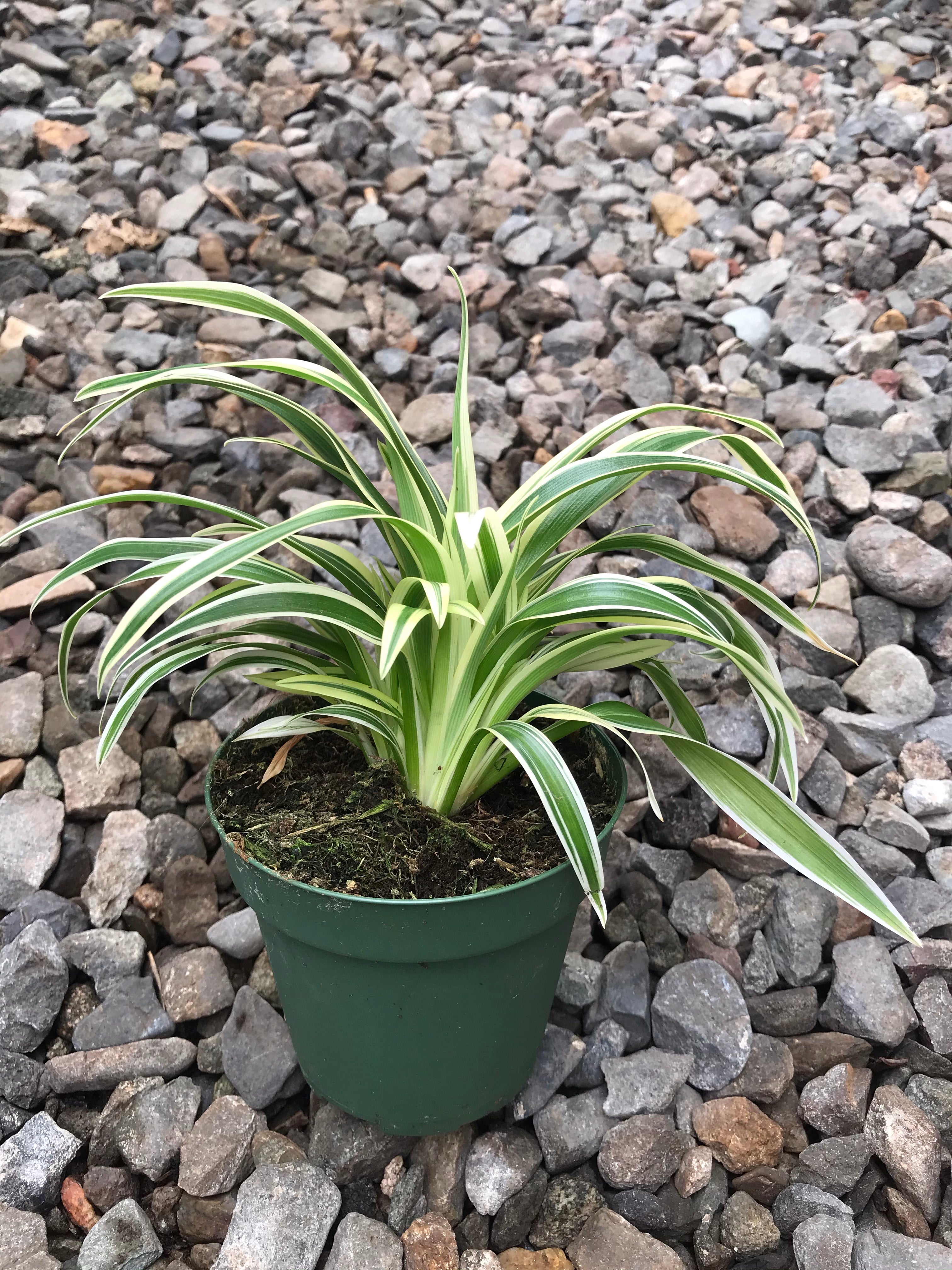 spider plant philippines 4" Chlorophytum Spider Zebrina