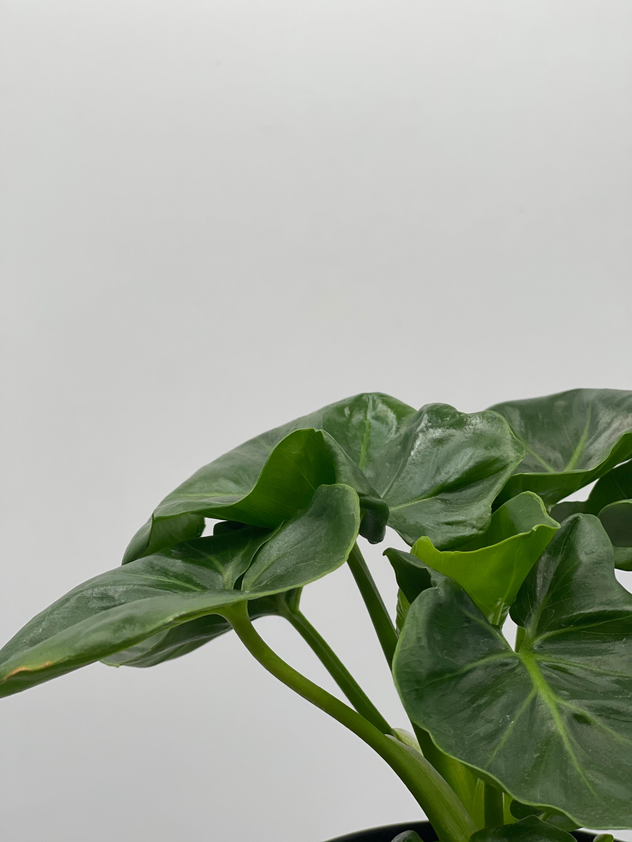 atom philodendron 4" Philodendron Atom – Plant Decor Shop