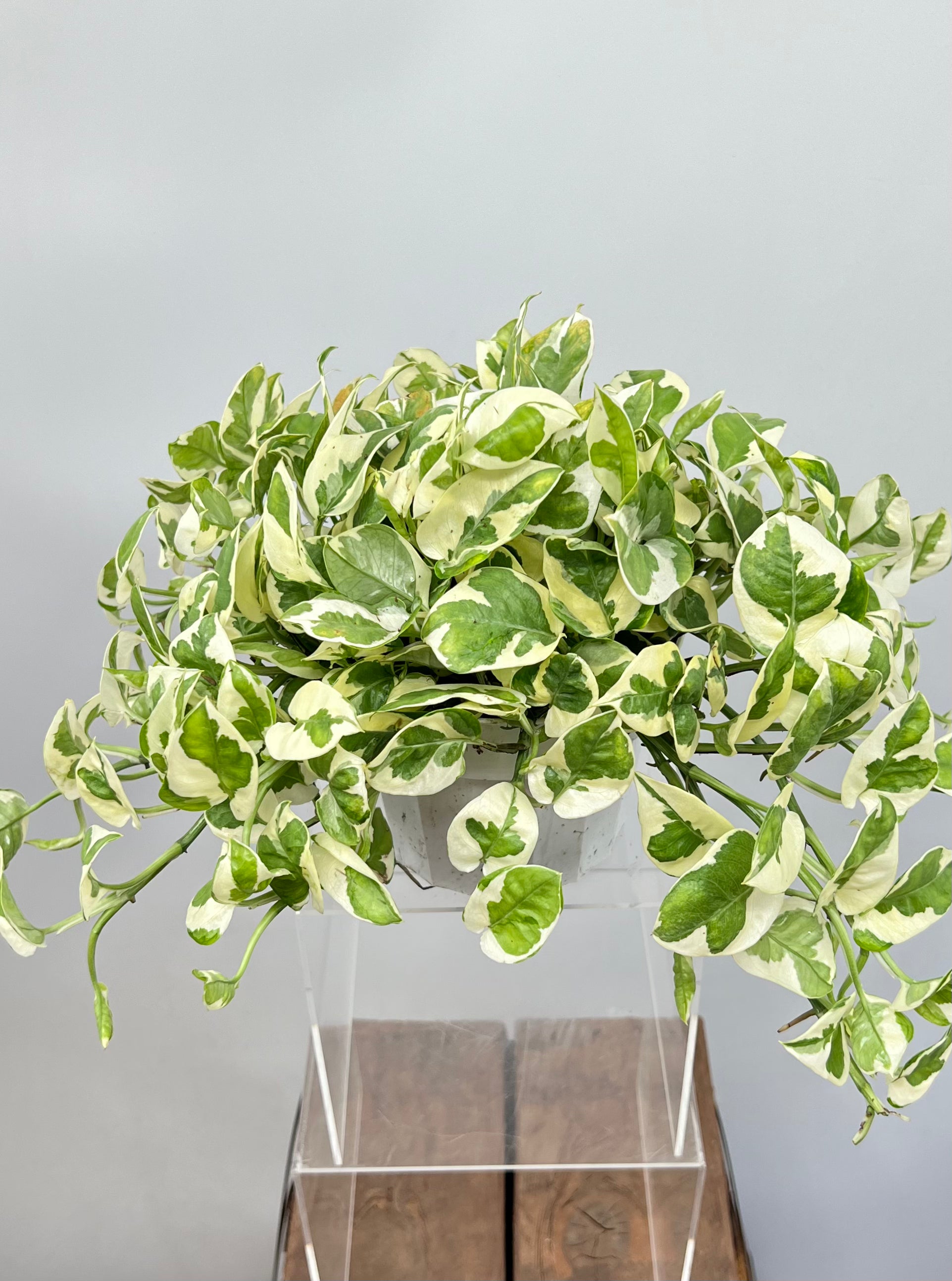 pothos n'joy hanging 6" Pothos, N' Joy