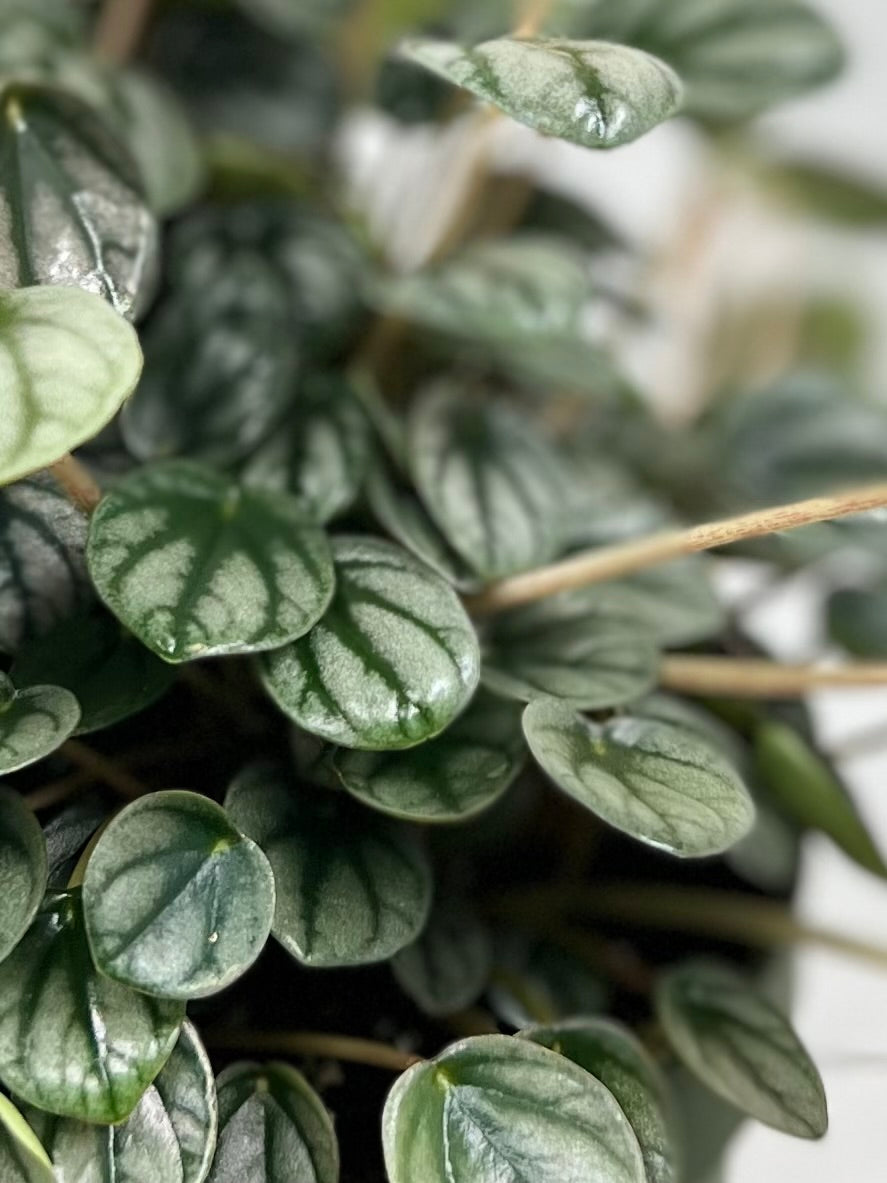 peperomia indoor plants with very tiny leaves 6" Peperomia, Little Toscani, Small – Plant Decor Shop