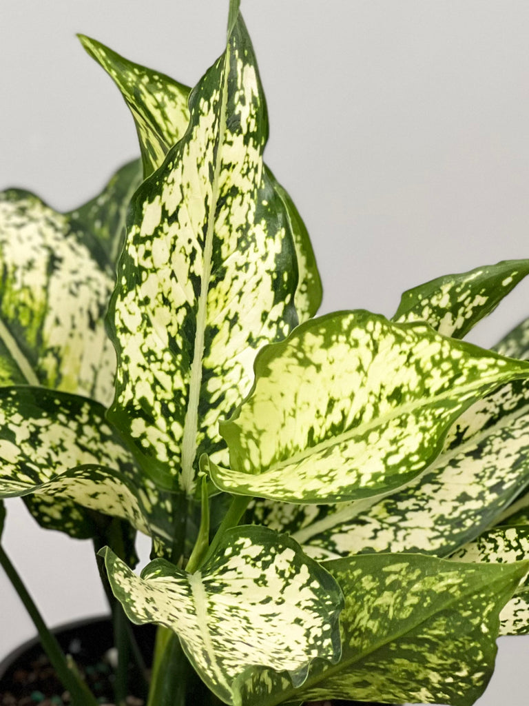 5" Chinese Evergreen Spring Snow