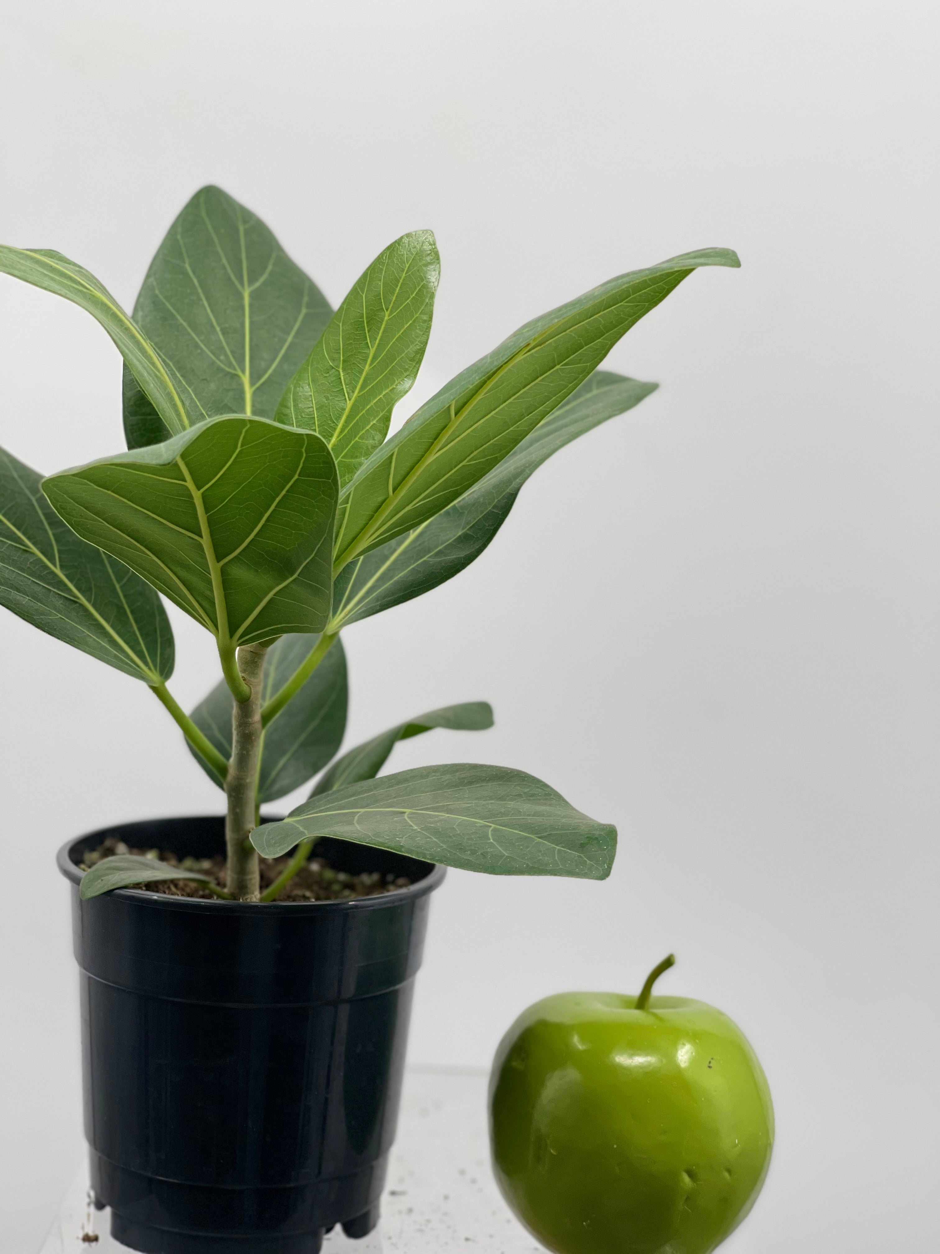 ficus audrey fruit 5" Ficus Audrey – Plant Decor Shop