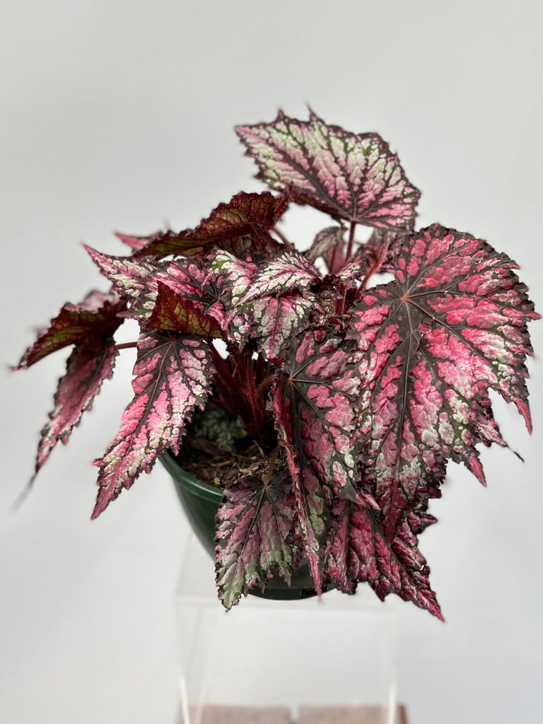 8" Begonia, Rex 'Fire Spike'