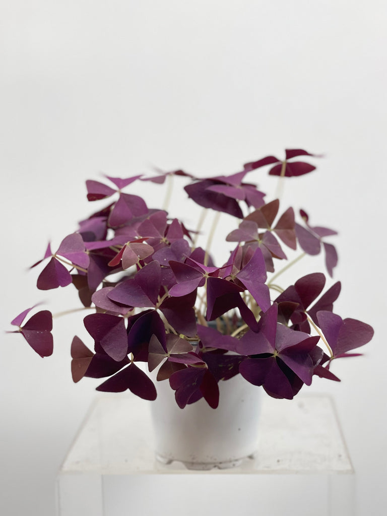 4" Oxalis Triangularis 'Purple Shamrock'